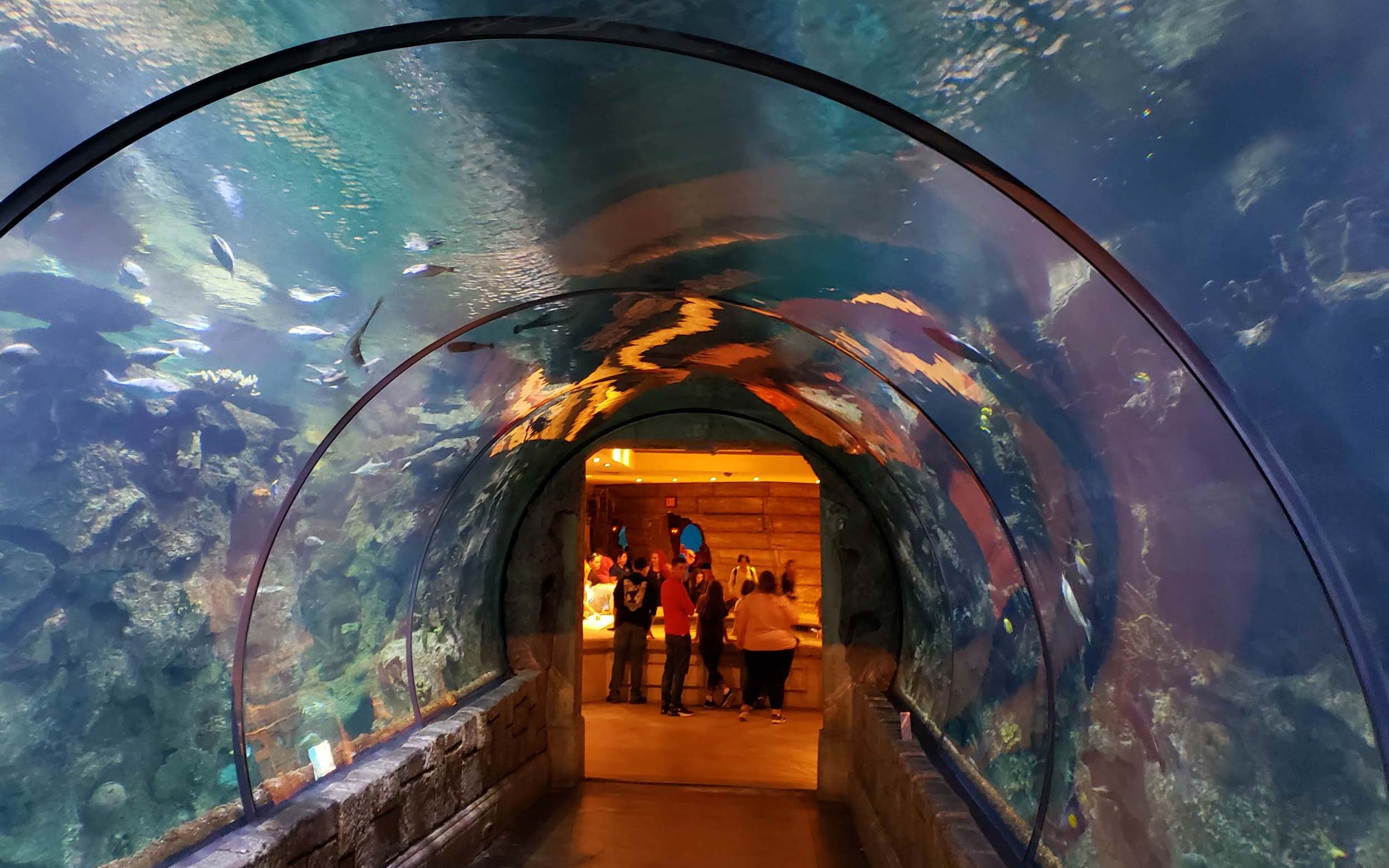 young girl looking into an aquarium